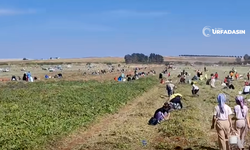 Şanlıurfa Suruç'ta Yer Fıstığı Hasadı Sonrası Tarlaya Akın Ettiler