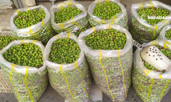 Şanlıurfa'da Kahvaltılık Yeşil Zeytin Seferberliği Başladı
