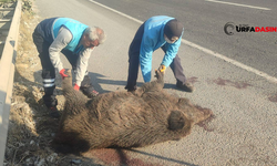 Şanlıurfa'da Karayoluna Çıkan Domuza Kamyon Çarptı