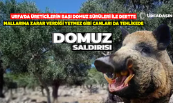 Şanlıurfa Bozova'da Zeytin Hasadı Yapan Aileye Domuz Saldırdı; 1 Yaralı