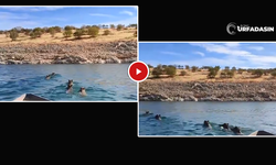 Adıyaman Kahtalılar Domuz Sürüsünü Şanlıurfa’ya Kovaladılar