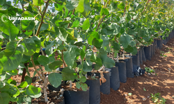 Şanlıurfa’da Çiftçilere Hibe Destekli Fıstık Fidanı Dağıtılacak