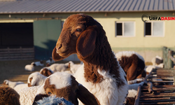 Şanlıurfa'da Koruma Altında Olan İvesi Koyunların Kuzuları Doğmaya Başladı