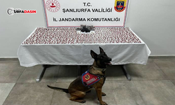 Şanlıurfa'da Narkotik Hap Operasyonu: 2 Gözaltı