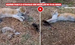 Şanlıurfa'da Kedinin Fareyle Oynadığı Anlar Güldürdü