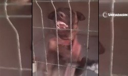 Şanlıurfa'da Barınağın Görevlisi Köpeklerin Saldırısında Ağır Yaralandı