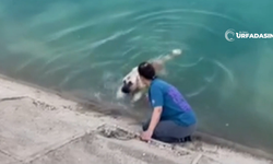 Şanlıurfa'da Sulama Kanalına Düşen Köpeği, Güneydoğu Turuna Çıkan Aile Kurtardı