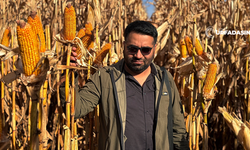 Şanlıurfa'da Mısır Hasadında Çiftçinin Fiyat Tedirginliği
