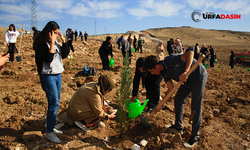 Şanlıurfa’da Liseli Öğrenciler 500 Fidanı Toprakla Buluşturdu