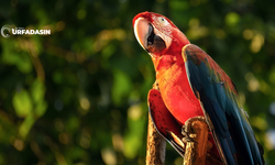 Şanlıurfa'da Güvercinden Sonra En Çok Papağan Besleniyor Peki Papağanlar Neden Bu Kadar İyi Taklitçi?