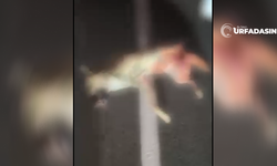 Şanlıurfa Birecik’te Çizgili Sırtlana Araç Çarptı Telef Oldu