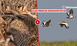 Şanlıurfa Suruç'ta Toy Kuşu Yaralı Olarak Bulundu