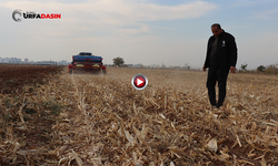 Şanlıurfa’nın Örnek Projesi Anıza Ekim Projesi Başarıyla Sürüyor