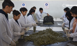 Şanlıurfa Siverek'te Okul Bahçesinde Tıbbi ve Aromatik Bitkiler Yetiştiriliyor