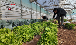 Şanlıurfa’da Büyükşehir’in Seralarında Kışlık Sebze Hasadı Başladı