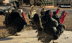 Şanlıurfa'da Yılbaşı Hindisi Satışları Başladı