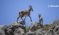 Şanlıurfa Halfeti’de Dağ Keçisi İlk Kez Görüntülendi