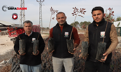 Şanlıurfa’da Çiftçilere 35 Bin Fıstık Fidanı Desteği Sağlandı