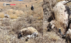 Şanlıurfa'da Kurdun Saldırdığı Sürüdeki 18 Koyun Telef Oldu