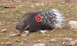Şanlıurfa Viranşehir Kırsalında Oklu Kirpi İlk Defa Görüntülendi