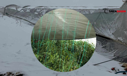 Şanlıurfa'da Seraları Kar Vurdu !