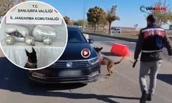 Şanlıurfa’da Otomobilde 25 Kilo Skunk Ele Geçirildi: 1 Gözaltı