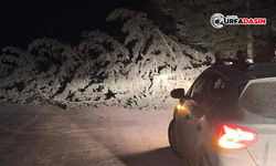 Şanlıurfa'da Gece Etkili Olan Fırtına Ağaçları Devirdi