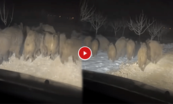 Şanlıurfa'da Kar Yağışı Sonrası Aç Kalan Domuzlar Köye İndi