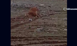 Şanlıurfa Halfeti'de Elektrik Kaçağı Nedeniyle 2 İnek Telef Oldu