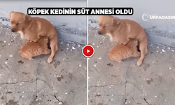 Şanlıurfa Viranşehir'de Köpek Kediyi Emzirirken Görüntülendi