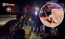 Şanlıurfa'da Kuyuya Düşen Köpek Yavrusu, 5 Saatlik Çalışmayla Kurtarıldı
