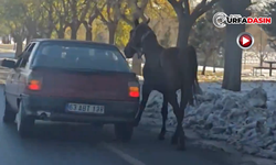 Şanlıurfa'da Sıradan Bir Gün: Atı Peşinden Koşturdu