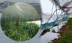 Şanlıurfa'da Kar Yağışı Seraları Vurdu !