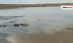 Şanlıurfa'daki Yağışlar Gölet Ve Barajlardaki Su Seviyesini Yükseltti