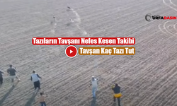 Şanlıurfa'da Tazıların Tavşanı Kovalıdığı Anlar Kamerada