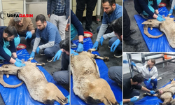 Yaralı Dağ Keçisi Şanlıurfa’da Tedavi Altına Alındı