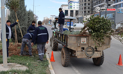 Yeşil Şanlıurfa İçin Ağaç Dikim Çalışmaları Hızlandı