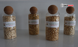 Şanlıurfa’da Çiftçilere Ata Tohumları Dağıtılacak