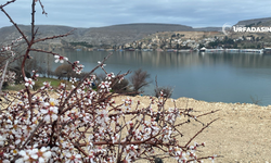 Şanlıurfa'da "Yalancı Bahara" Aldanan Badem Ağaçları Çiçek Açtı