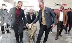 Eyyübiye’de 400 Aileye Ramazanda Kurbanlık Koç Sürprizi
