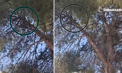 Şanlıurfa Birecik’te İtfaiye İle DEDAŞ Ekiplerinden Kedi Kurtarma Operasyonu