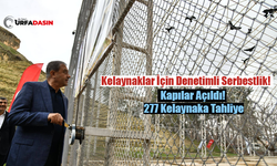 Şanlıurfa'da 277 Kelaynak Doğaya Bırakıldı