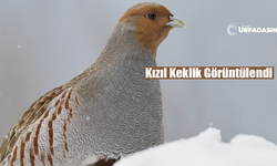 Şanlıurfalı Keklik Meraklılarına Gelsin Bu Haber