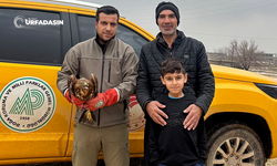 Şanlıurfa'da Yaralı Halde Bulunan Kızıl Şahin, Tedaviye Alındı