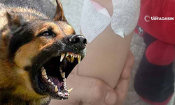 Şanlıurfa'da Sokak Köpeklerinin Saldırısına Uğrayan Çocuk Yaralandı