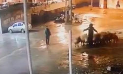 Şanlıurfa Siverek'te 4 Kişi Bir Oldu 19 Koyun Çaldı