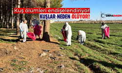 Şanlıurfa'da Yaban Hayatta Toplu Kuş Ölümleri!