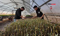 Şanlıurfa’da Çiftçilere Dağıtılacak 30 Bin Fidanın Üretimi Başladı