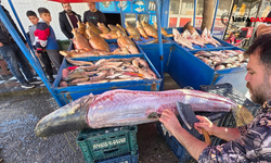 Şanlıurfa Atatürk Barajı Gölünde 71 Kilo Dev Turna Balığı Yakalandı