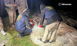 Şanlıurfa'da Eğitimli Köpek Buldu, Jandarma Yakaladı: 2 Gözaltı